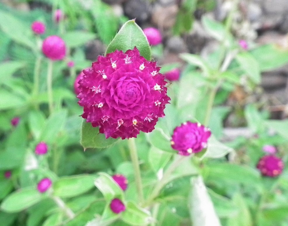 Pretty In Pink - Flowers, Flower | Purple | Cerise | White | Star | Wild | Thailand