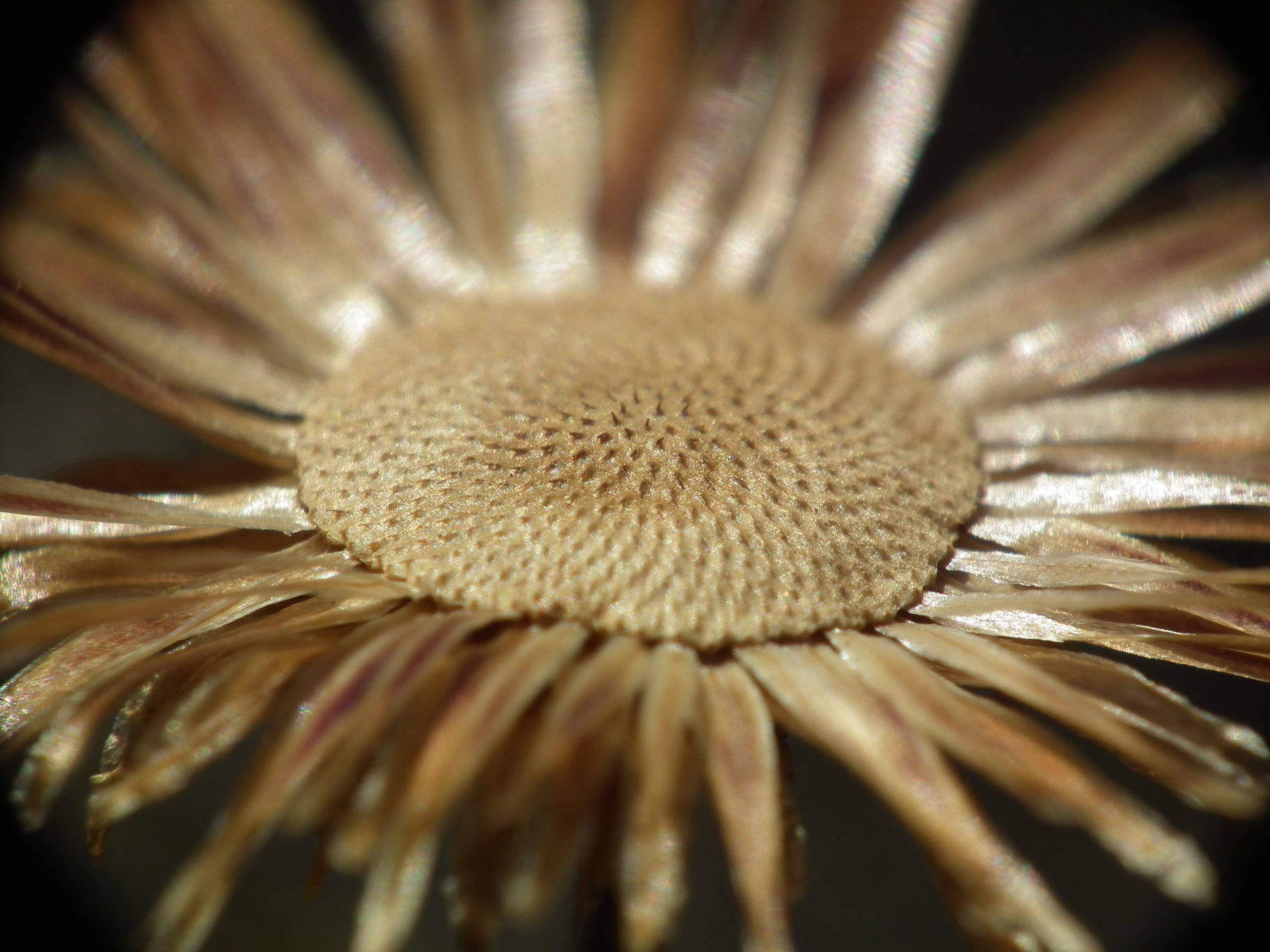 Sun Dried Daisy - Flowers, Flower | Brown | Plant | Europe
