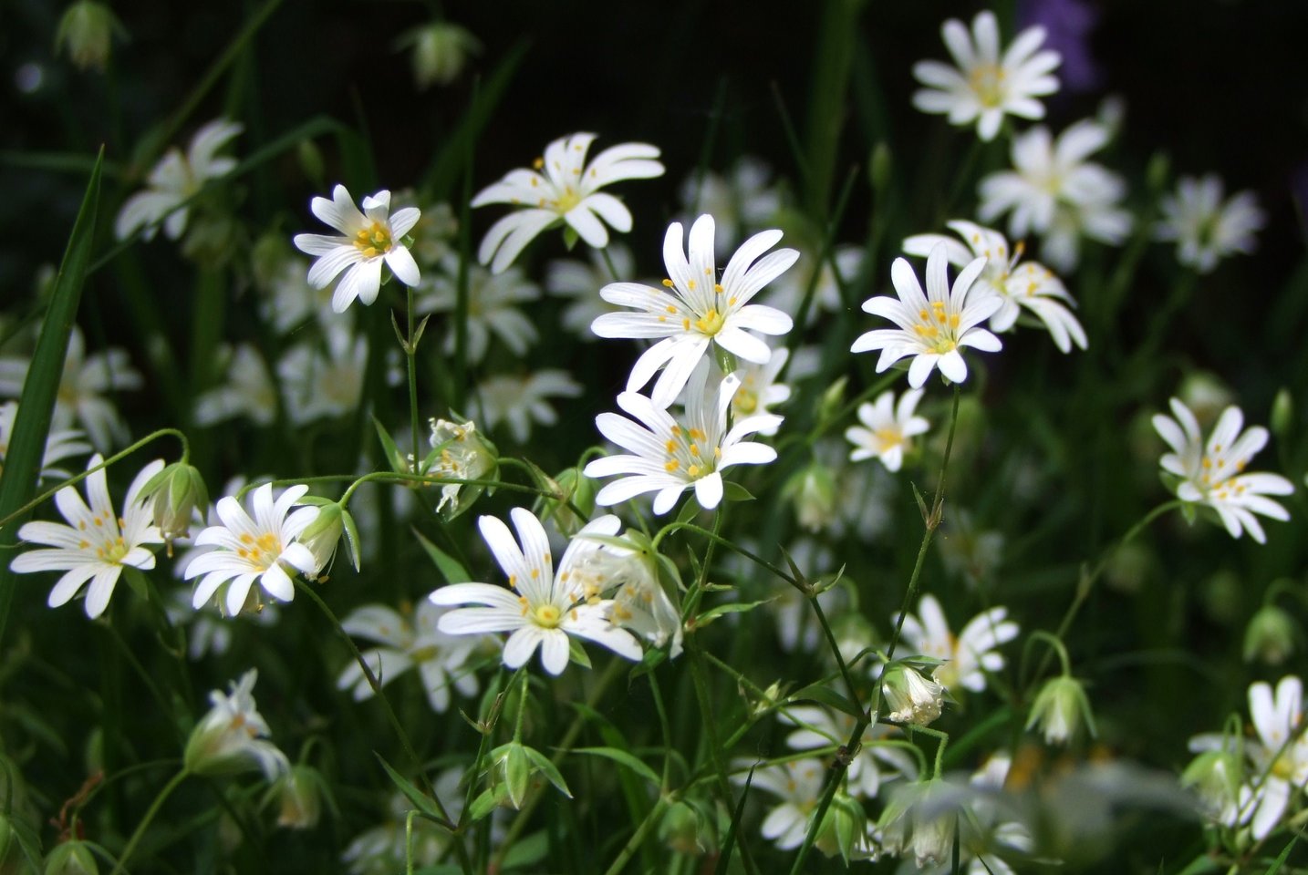 Wild Daisies - Flowers, Daisy | Flower | White | Yellow | Wild | Plant | Grass