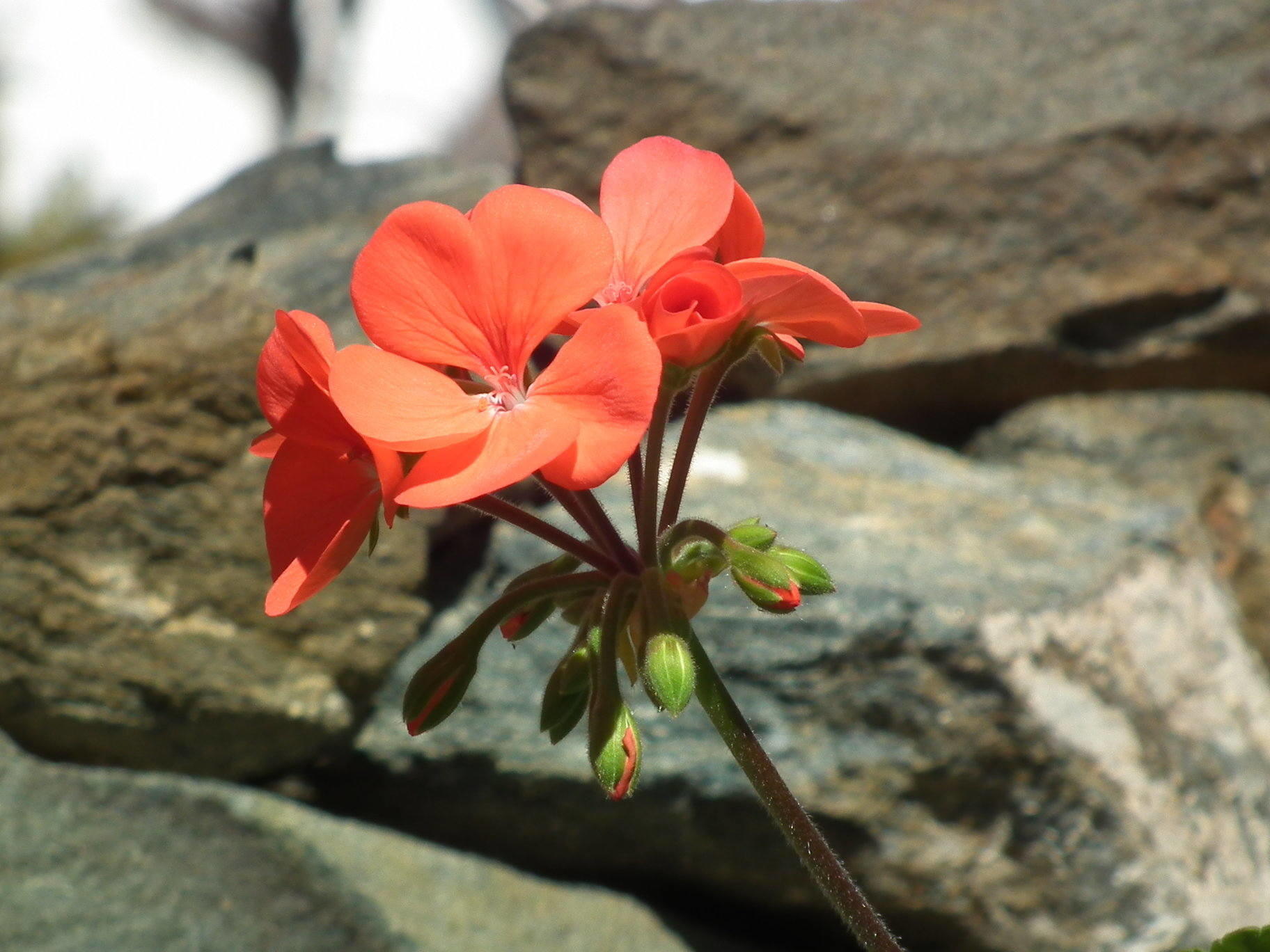 Red Geranium - Flowers, Red | Flower | Leaf | Plant | Scented