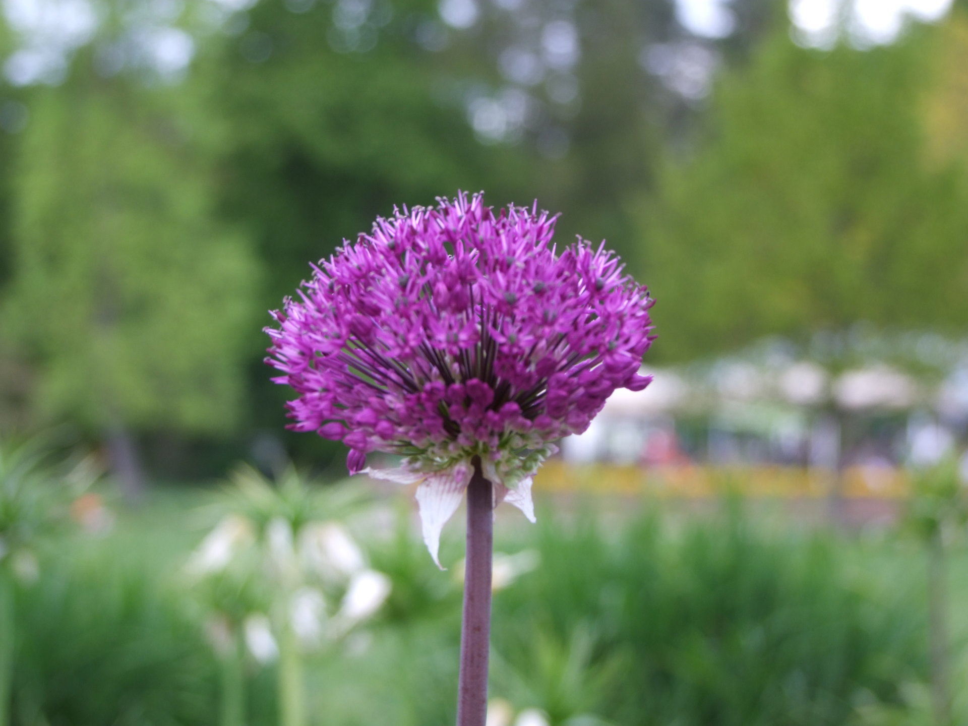 Purple Allium - Flowers, Flower | Purple | Garden | Spring | Bloom