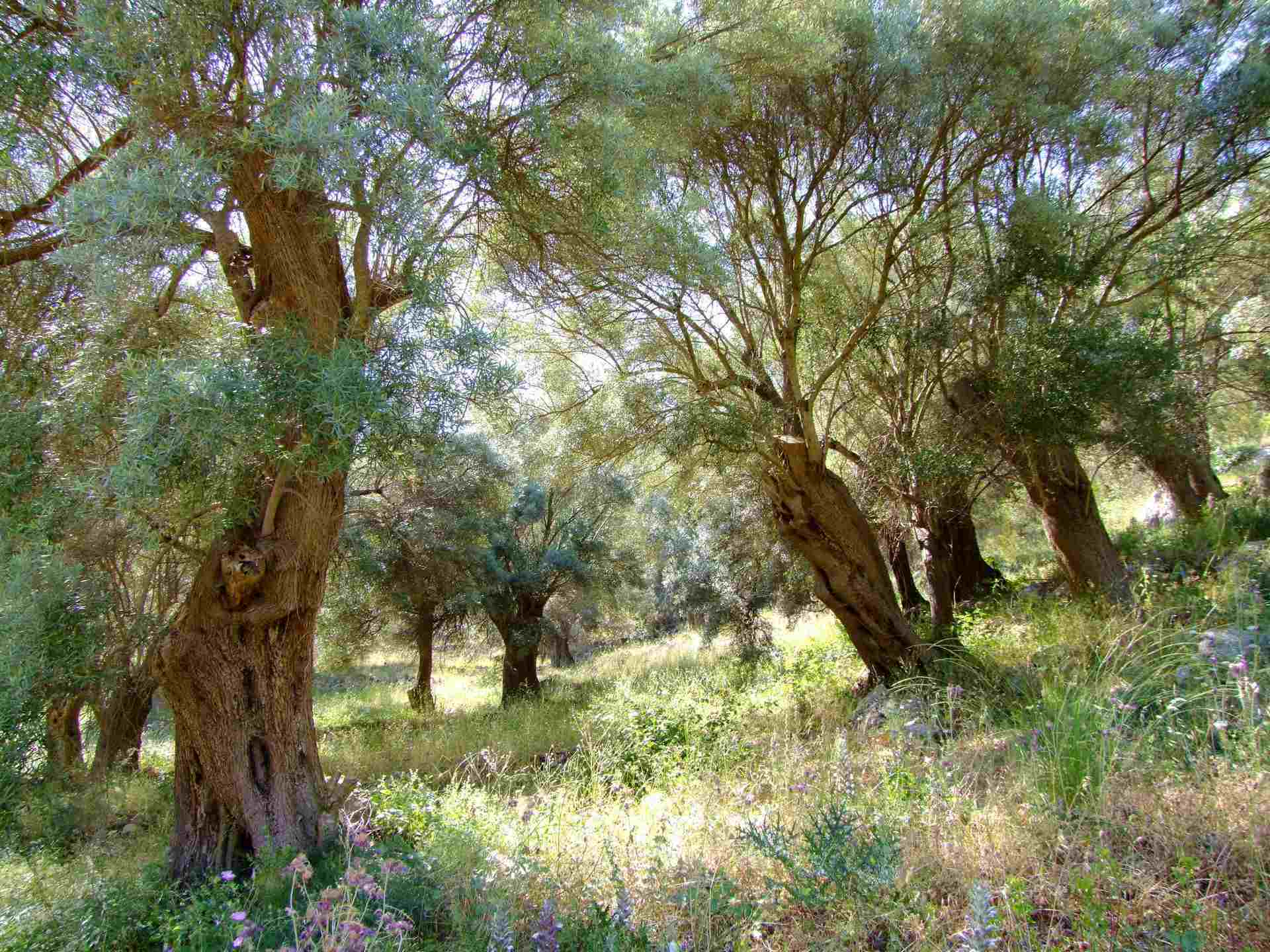 Olive Orchard - Flowers, Tree | Meadow | Olive | Flower | Green | Greece