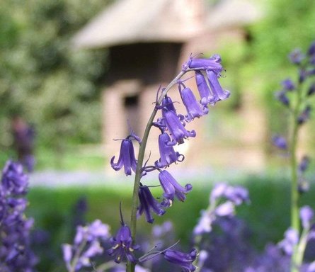 Bluebells - Flowers, Flower | Blue | Garden | Spring