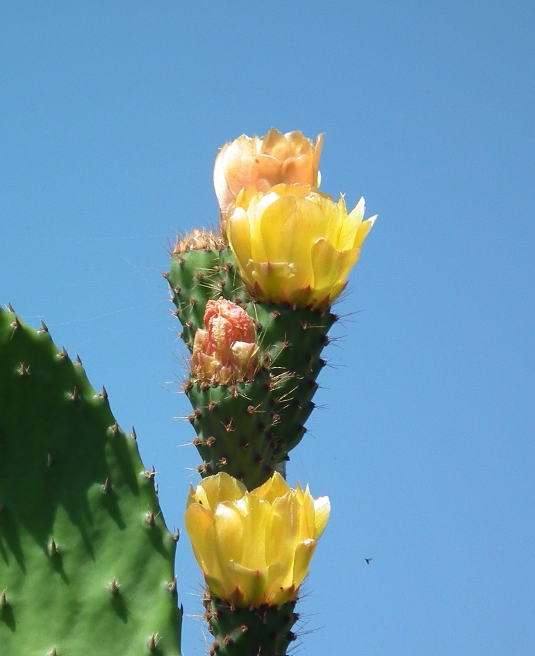 Prickly Pear Flower - Flowers, Flower | Yellow | Green | Fruit | Cactus | Prickly