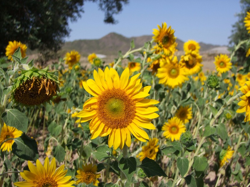 Sunny Sunflower - Flowers, Seed | Sun | Sunflower | Yellow | Plant | Healthy | Leaf