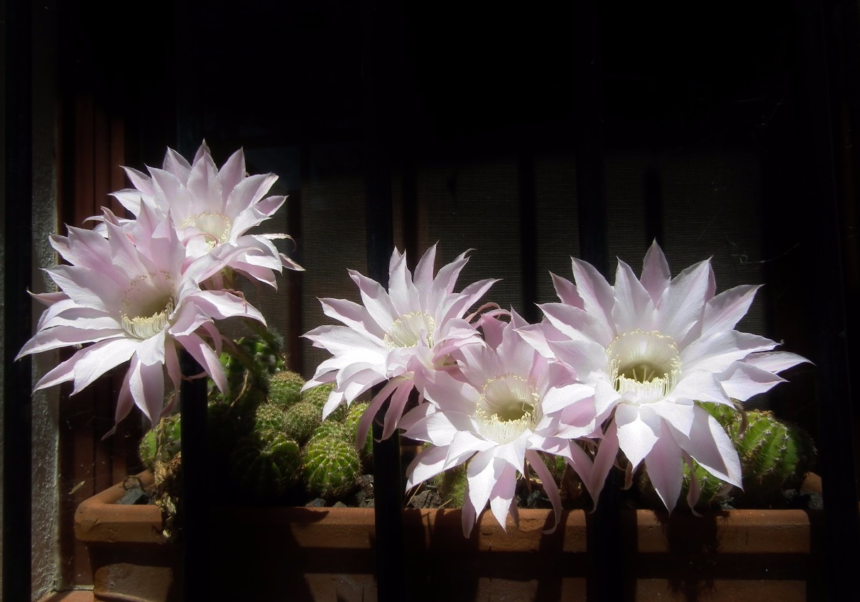 Night Blooming Cereus - Flowers, Night | Flower | Bloom | White | Cactus | Black | Evening