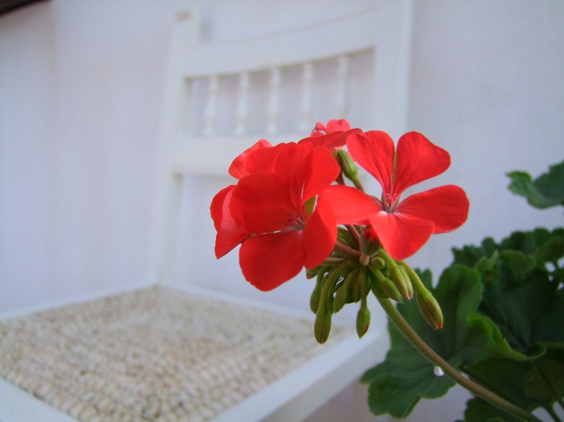 Red Geranium - Flowers, Flower | Red | Petal | Leaf | Green | Garden