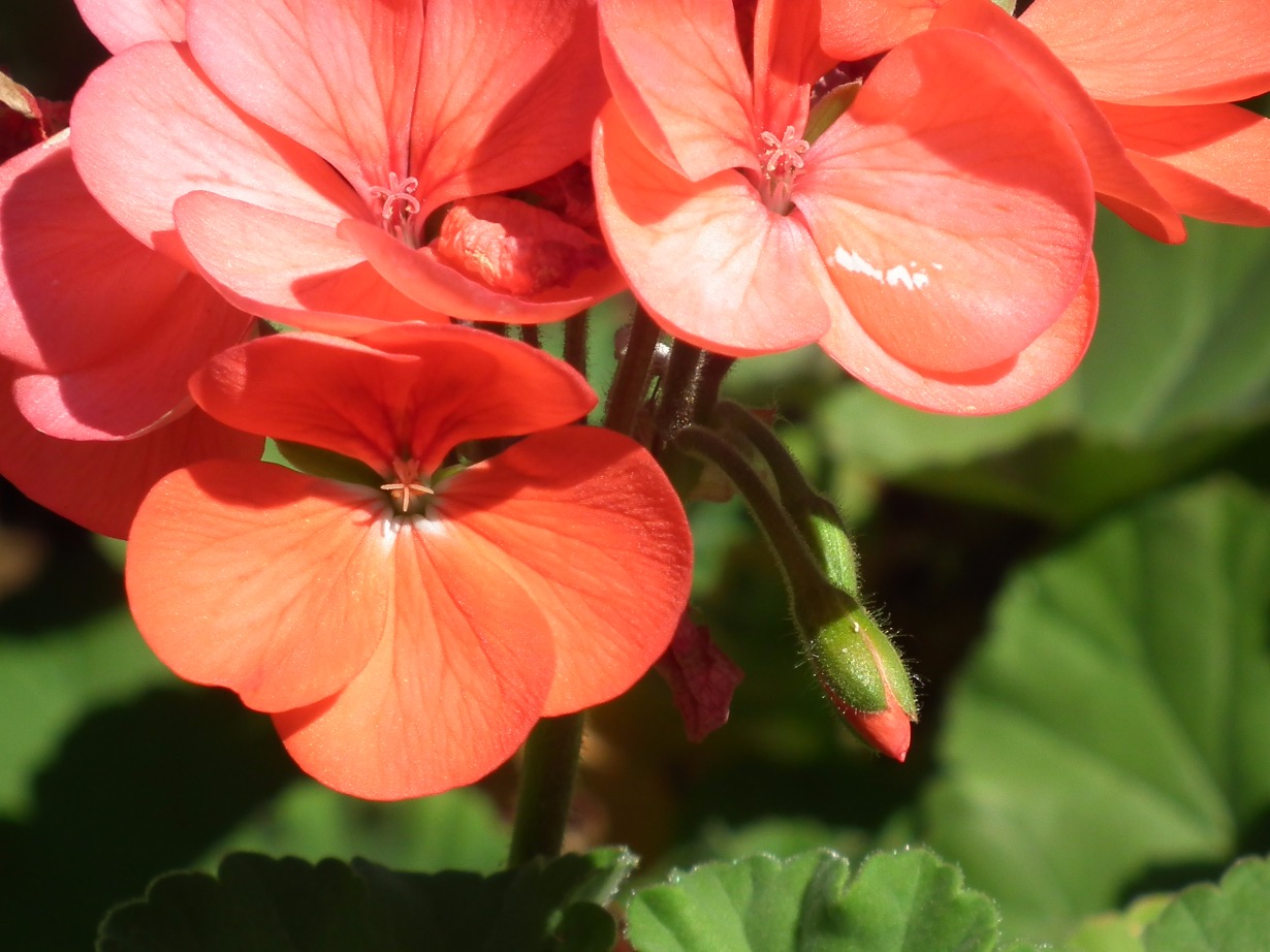 Red Geranium - Flowers, Flower | Red | Petal | Leaf | Green | Garden