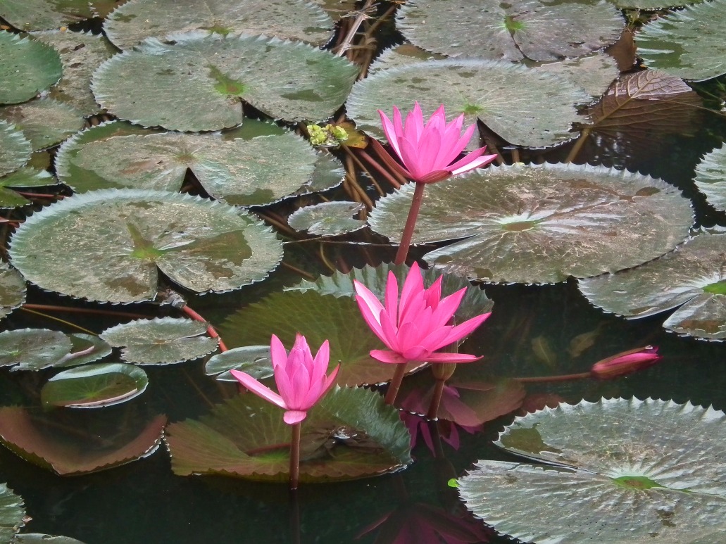 Pink Waterlily - Flowers, Pink | Water | River | Leaf | Lily | Flower | Thailand