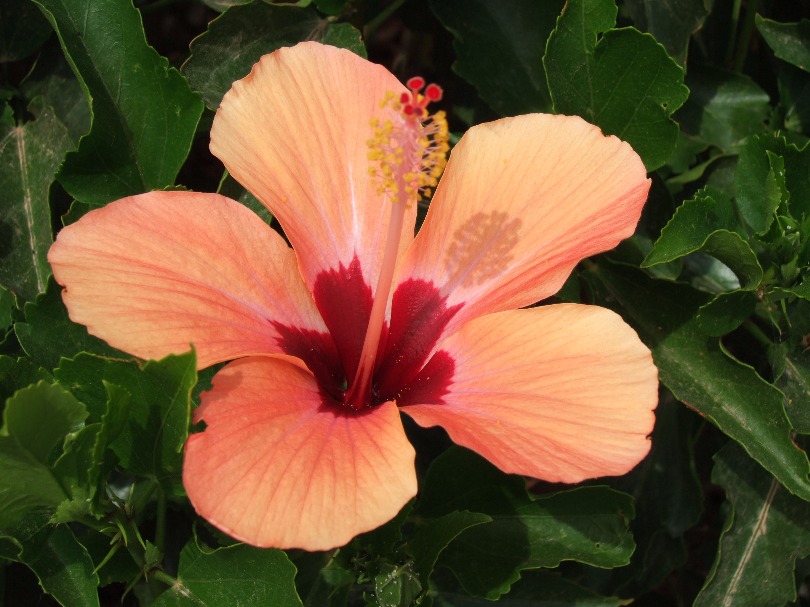 Orange Hibiscus - Flowers, Flower | Red | Orange | Petal | Leaf | Green | Garden | Hibiscus