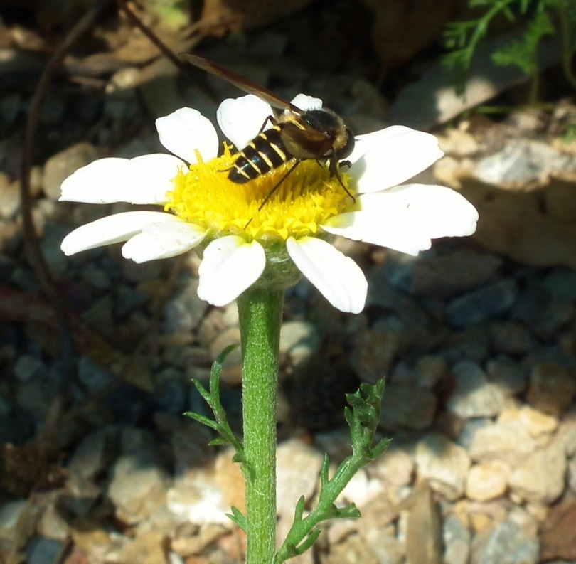 Bee And The Daisy - Flowers, Bee | Flower | Pollen | Pollinator | Insect | Daisy | Nature