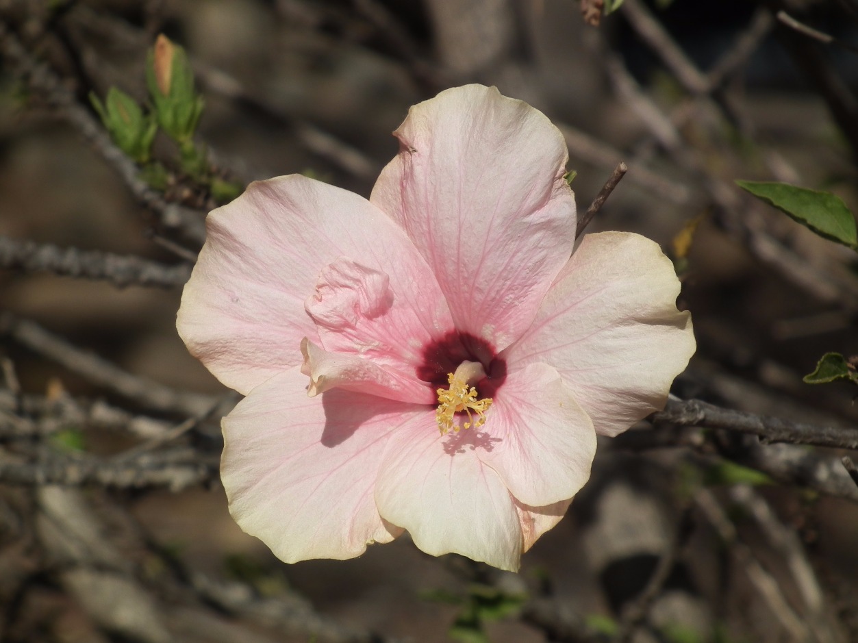 Pink Hibiscus - Flowers, Pink | Flower | Tropical | Green | Sweet | Love | Red | Hibiscus