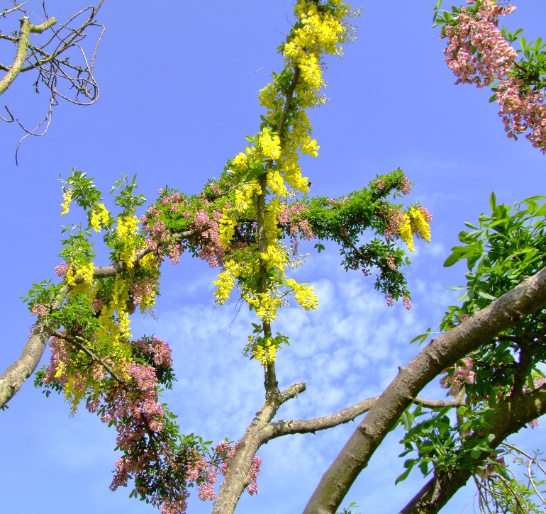  Adam's Laburnum - Flowers, Tree | Flower | Yellow | Pink | Sky | Leaves | Leaf