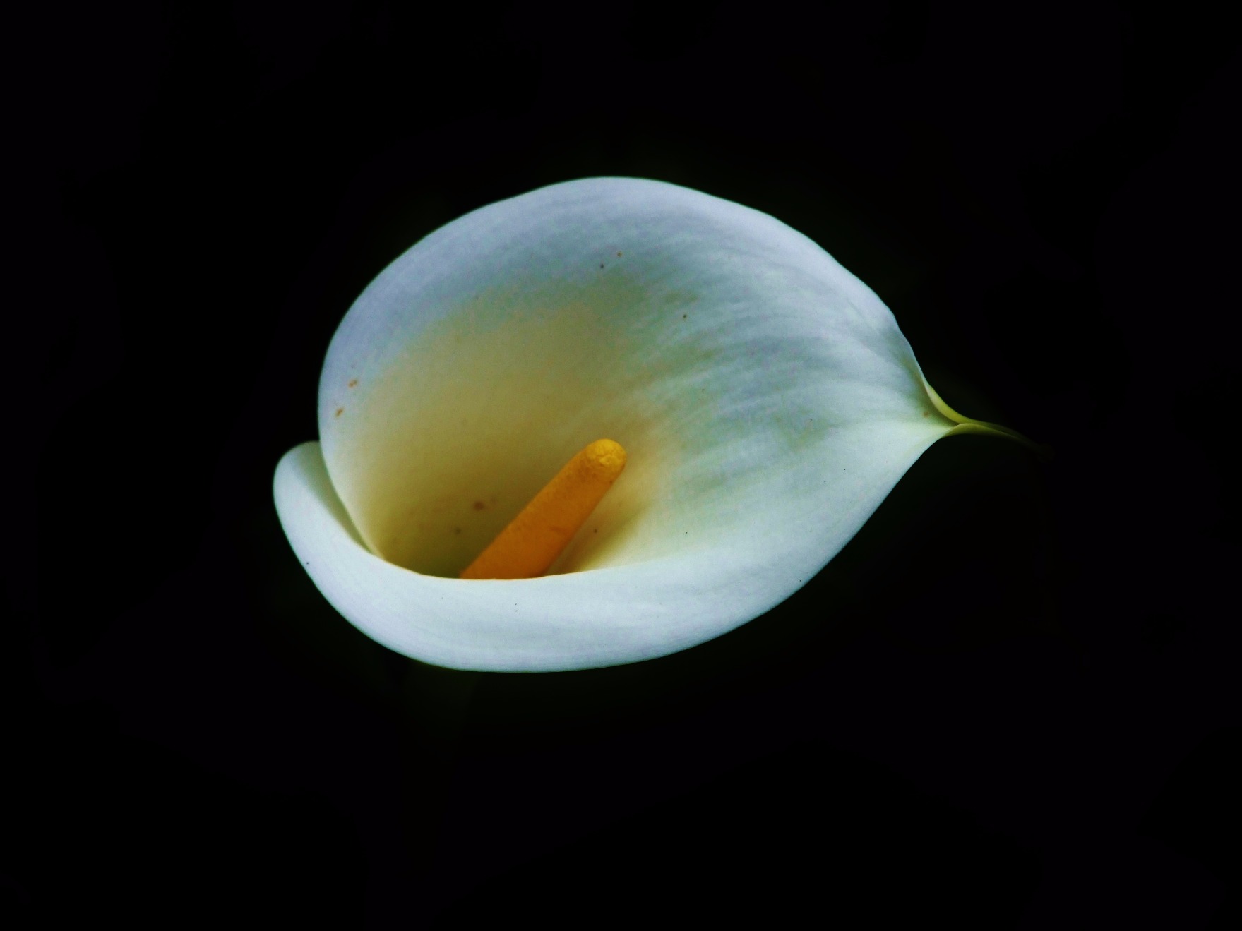 Calla Lily - Flowers, Flower | White | Yellow | Black | Lily | Plant | Garden