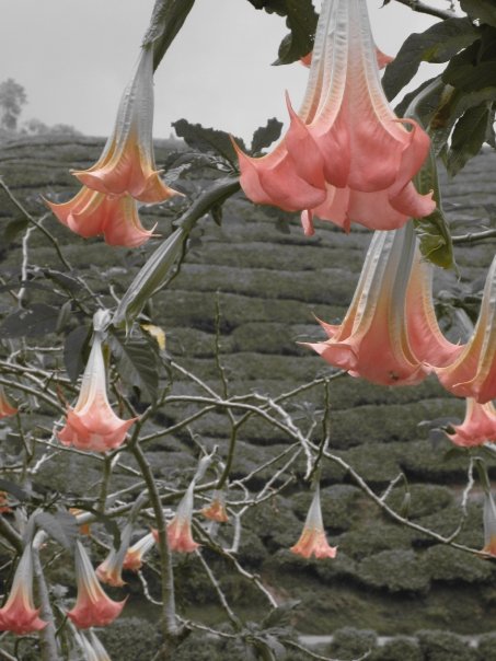 Angels Trumpet - Flowers, Flower | Tropical | Malaysia | Pink | Asia | Trumpet | Green