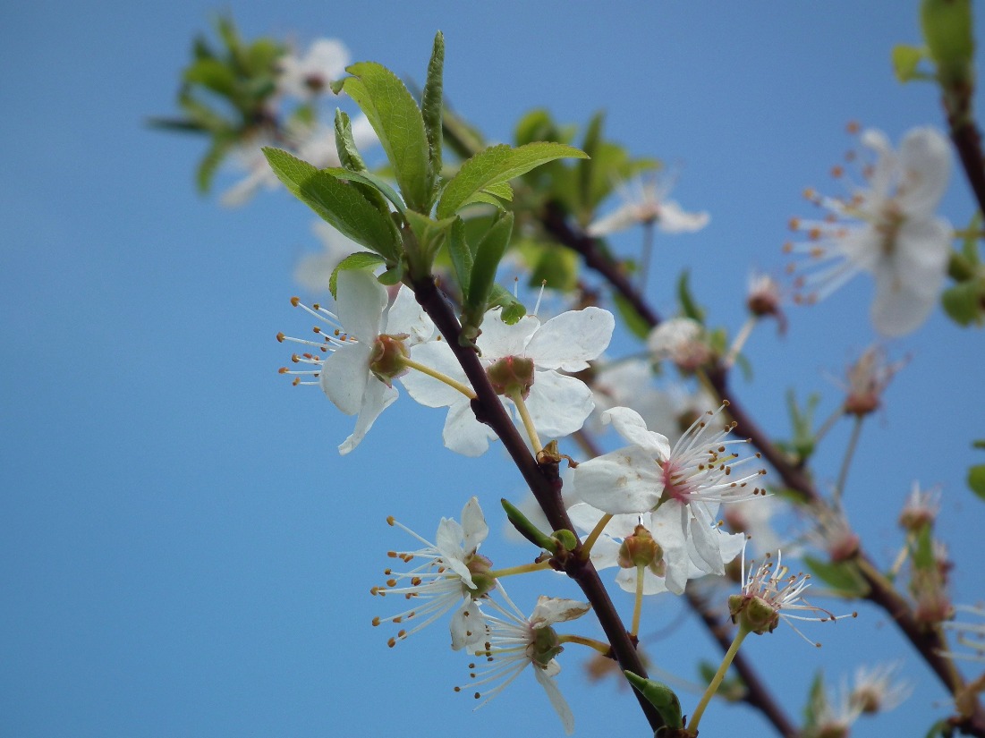Hawthorn Flowers - Flowers, Tree | Flower | White | Spring | Sky | Blue | Leaf | Leaves | Hawthorn