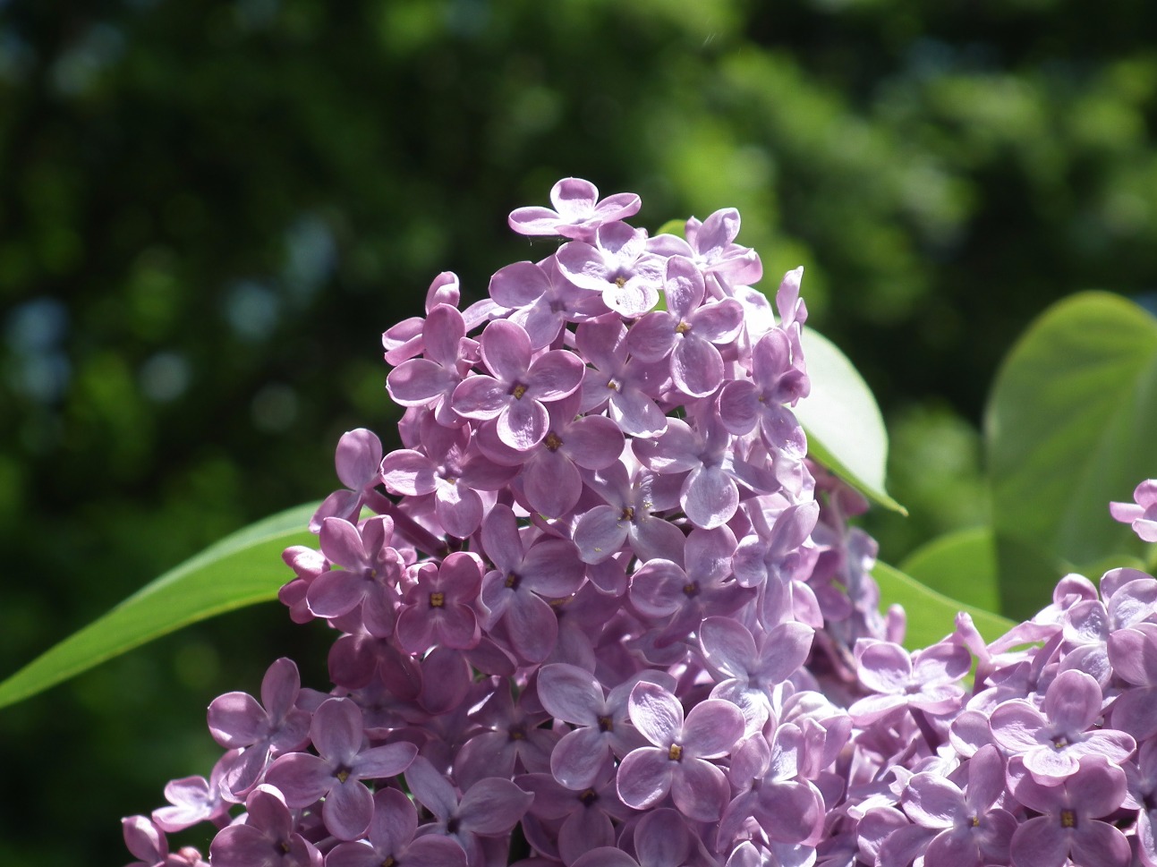 Lilac Flowers - Flowers, Lilac | Flower | Scent | Scented | Shrub | Plant | Garden | Leaf | Green