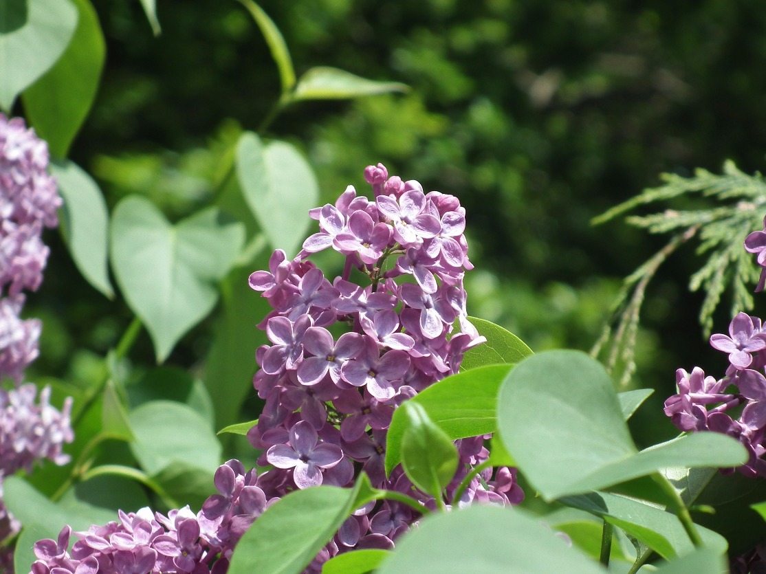 Lilac Flowers - Flowers, Lilac | Flower | Scent | Scented | Shrub | Plant | Garden | Leaf | Green