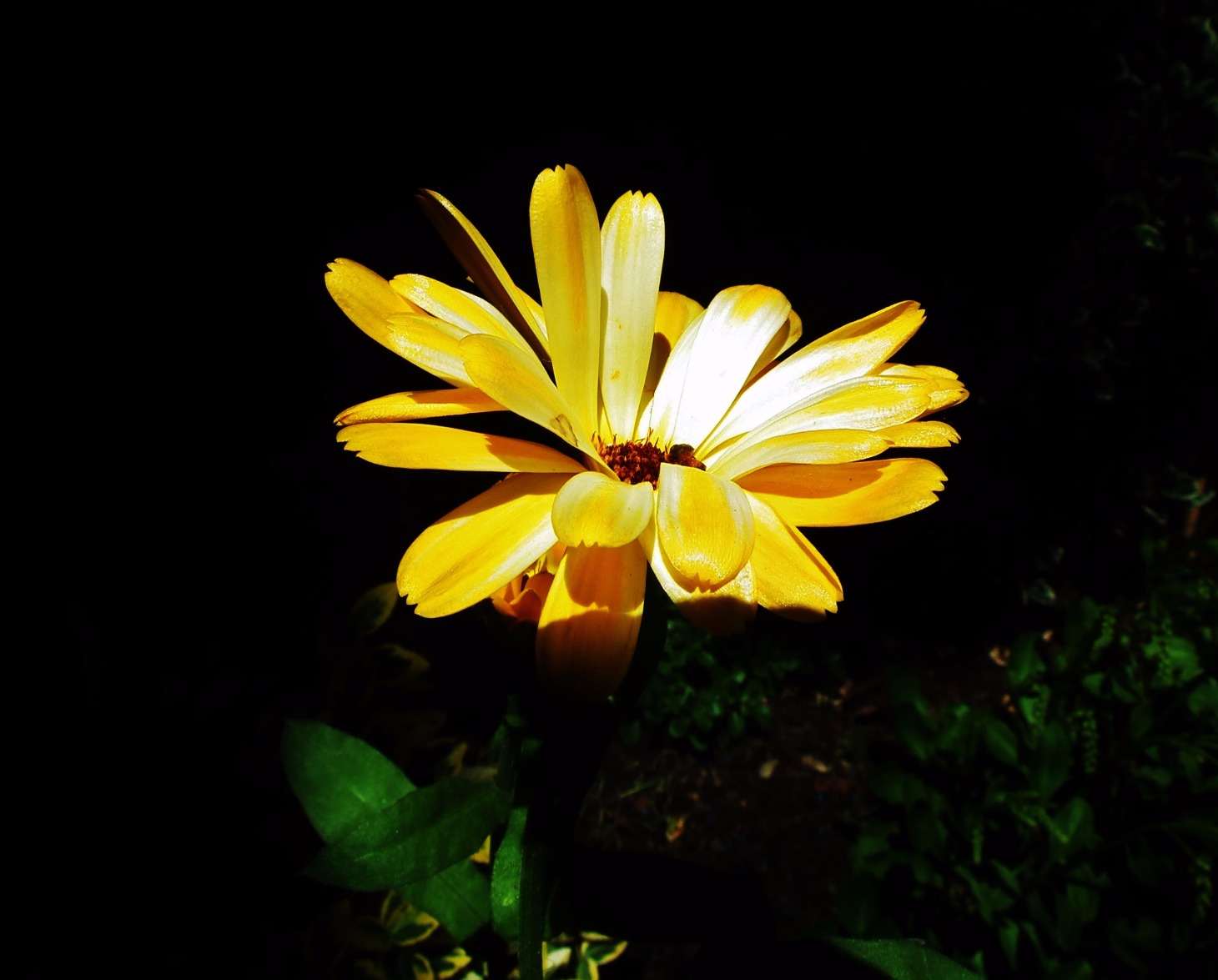 Daisy - Flowers, Flower | Yellow | Green | Leaves | Garden | Countryside | Petal