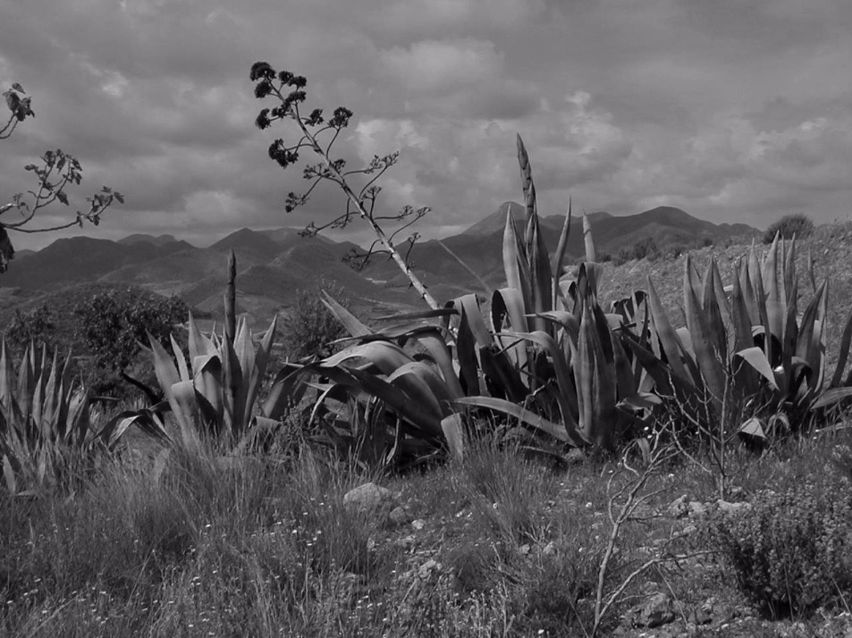 Agave Flowers - Flowers, Flower | Mediterranean | Mexico | Drink | Mountain | Black and White | Spanish | Spike | Plant
