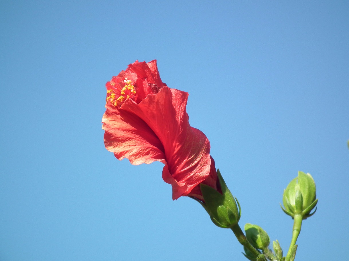 Red Hibiscus - Flowers, Red | Flower | Pollen | Blue | Sky | Leaf | Leaves | Aromatic | Hibiscus