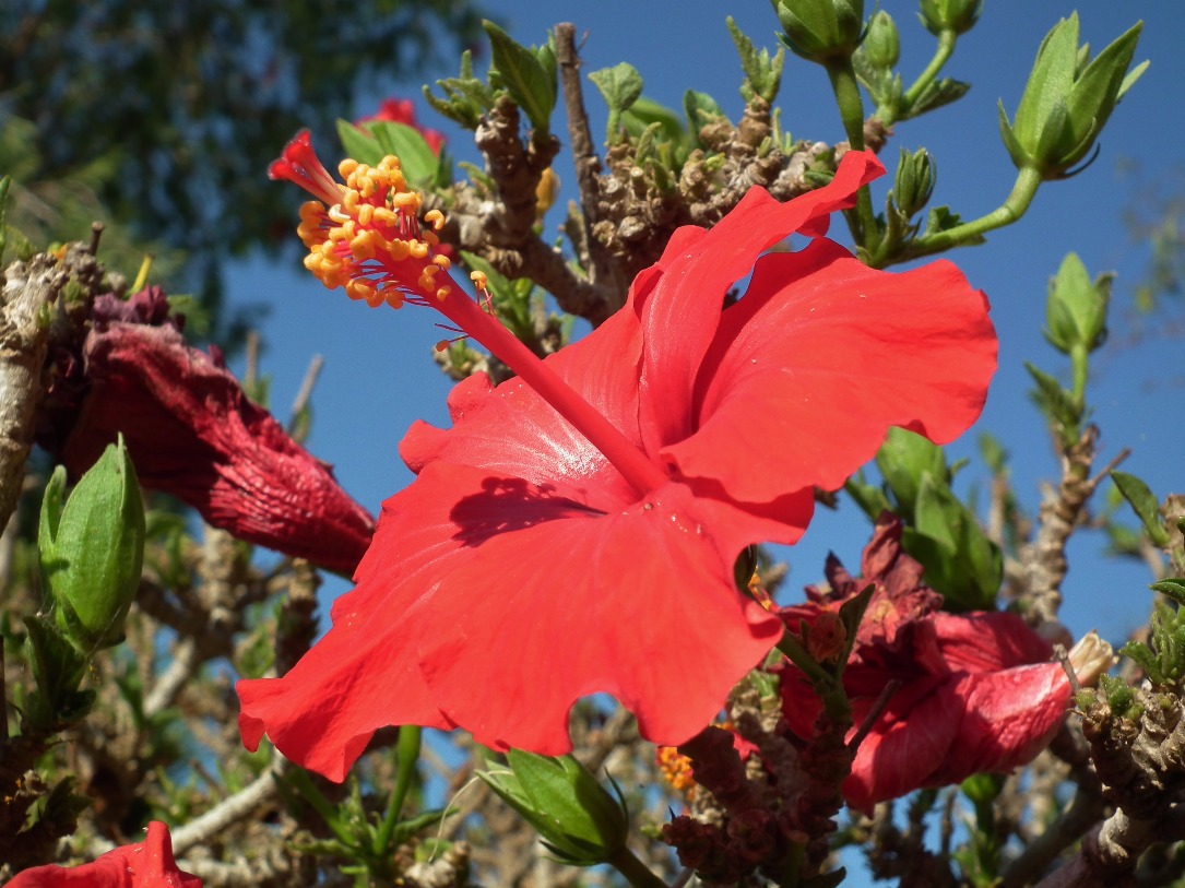 Red Hibiscus - Flowers, Flower | Red | Yellow | Blue | Green | Leaves | Plant | Leaf | Sky | Hibiscus