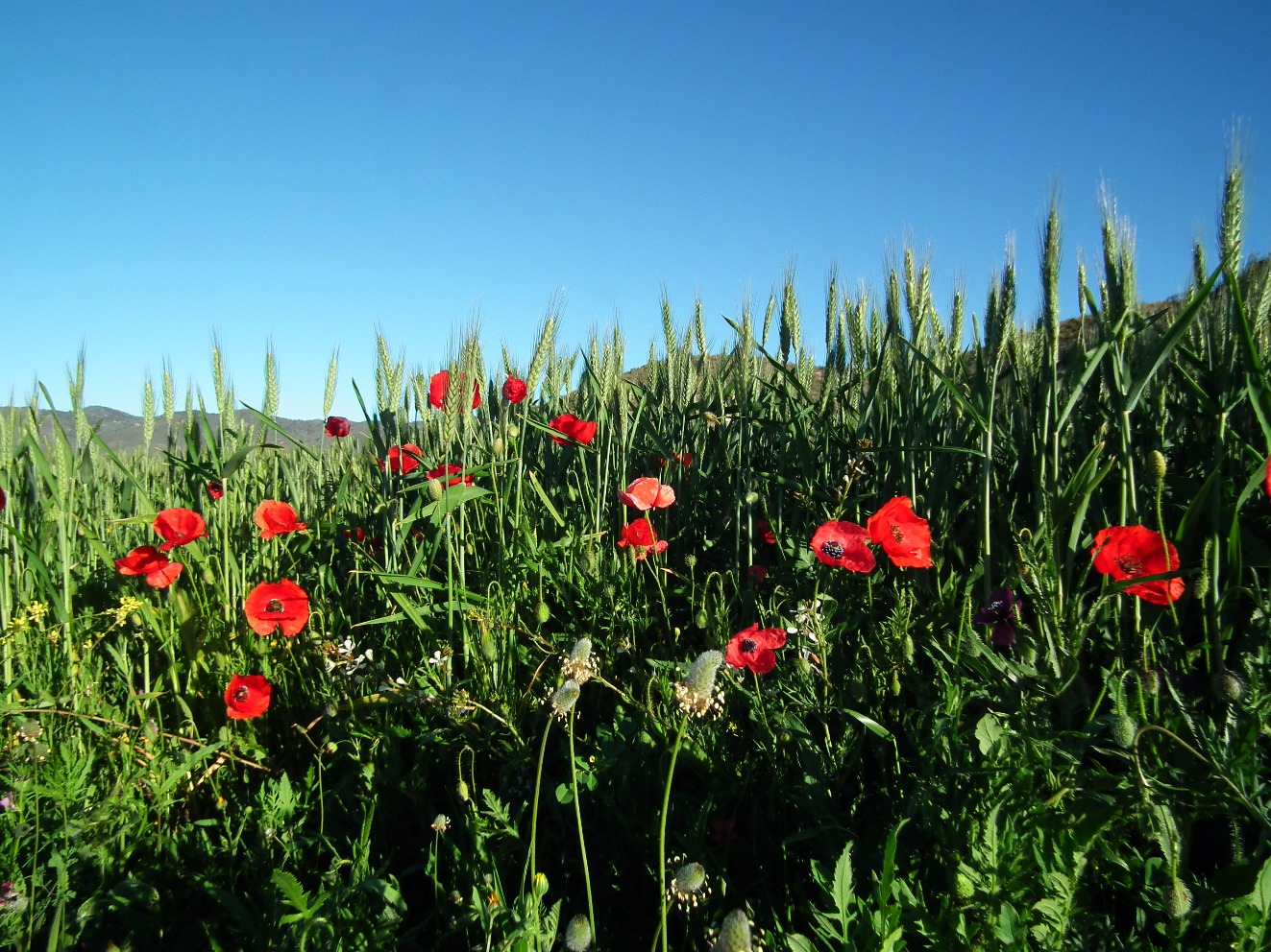 Poppies with Wheat, Flower | Poppy | Red | Seed | Wheat | Field | Blue | Sky | Green