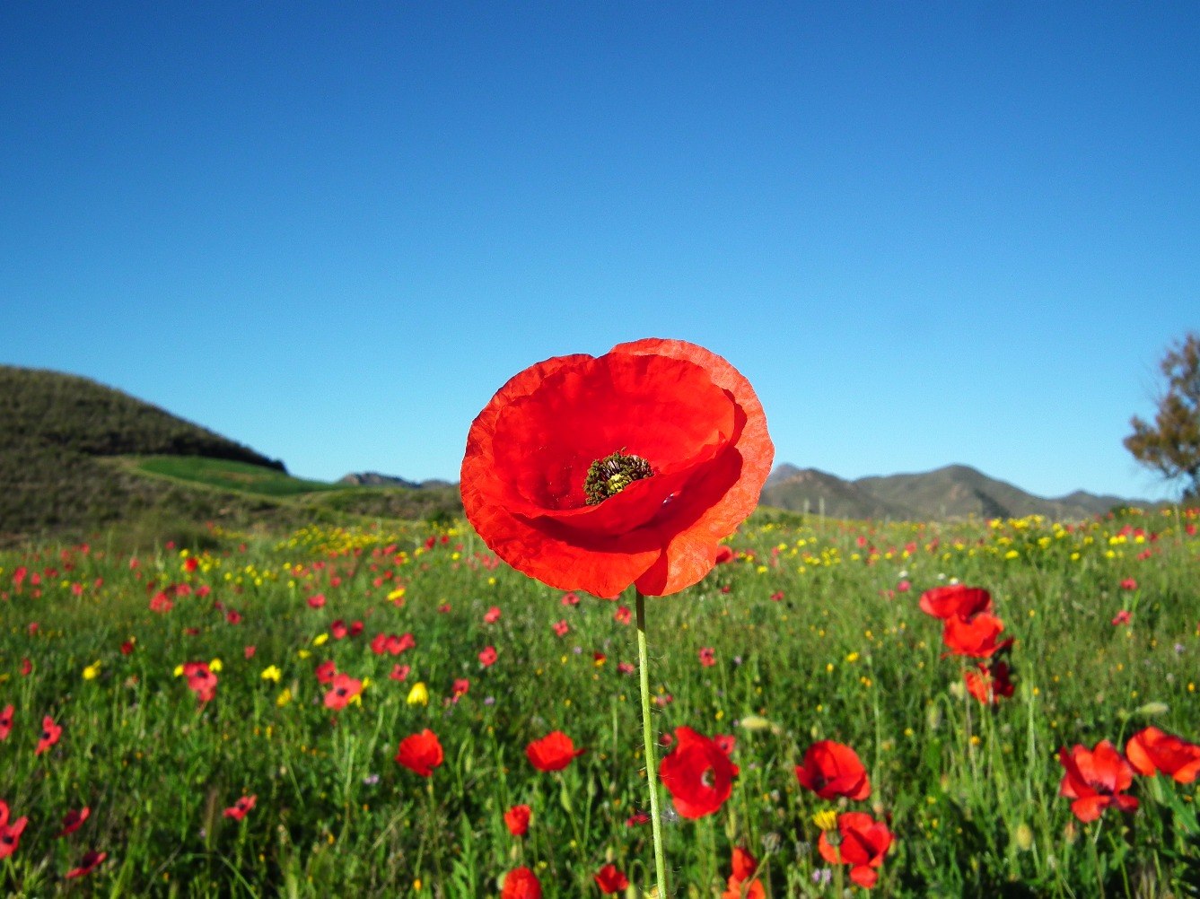 Red Poppy, Poppy | Red | Flower | Green | Countryside | Leaf | Leaves | Nature | Spring | Blue | Sky