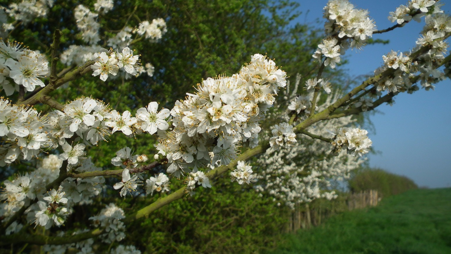Common Hawthorn - Flowers, Flower | White | Scenery | Scent | Scented | Sky | Blue | Countryside | Leaves | Nature