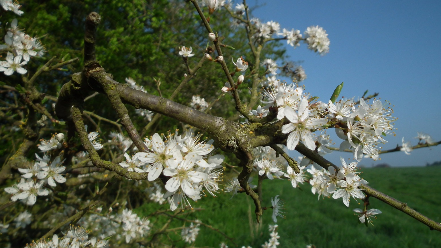 Common Hawthorn - Flowers, Flower | White | Scenery | Scent | Scented | Sky | Blue | Countryside | Leaves | Nature
