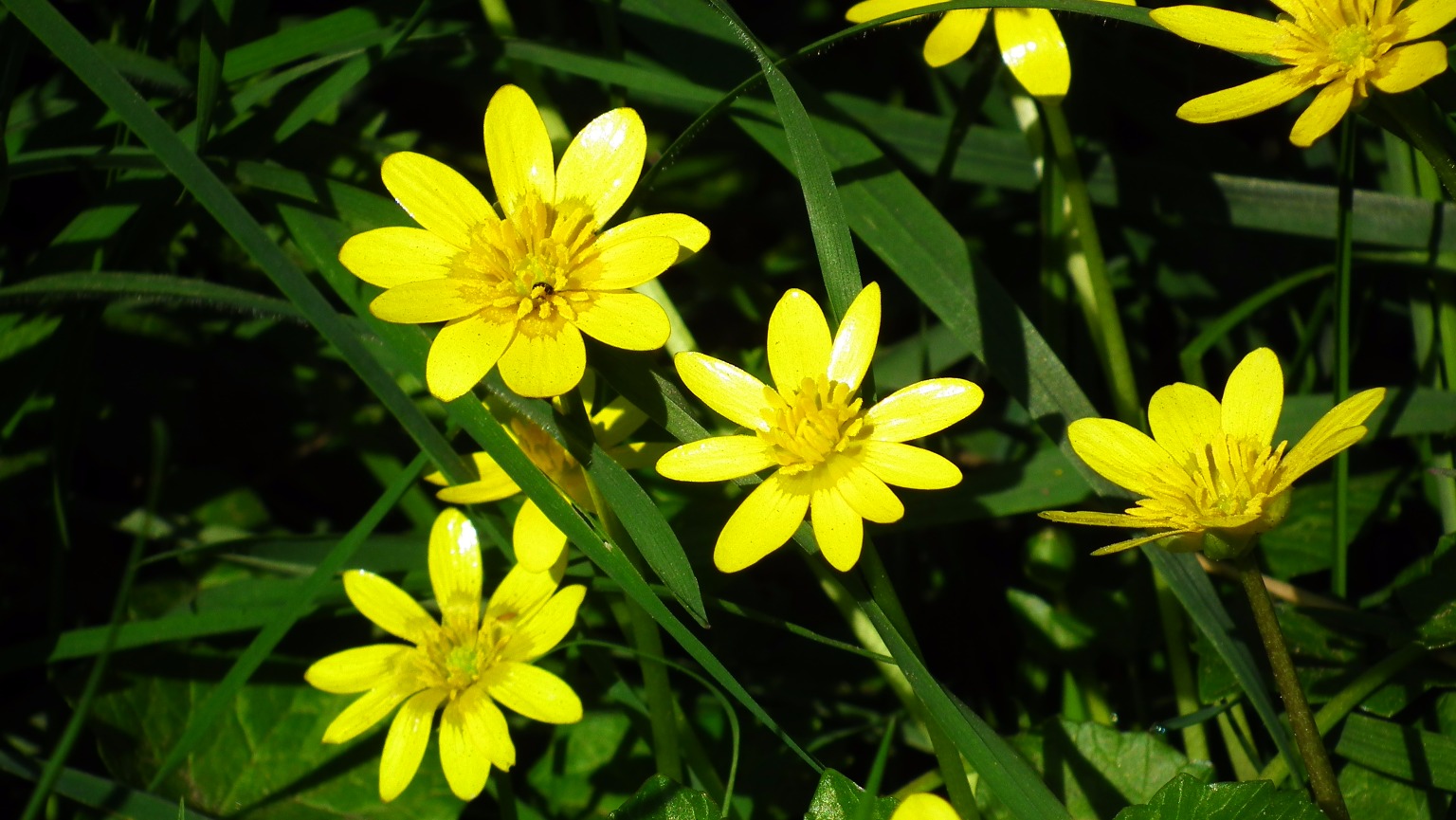 Yellow wild flowers - Flowers, Flower | Yellow | Green | Grass | Wild | Countryside | Sunshine