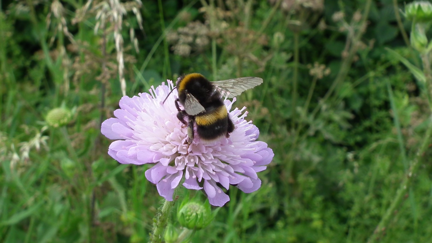 Busy Bee - Flowers, Green | Grass | Flower | Purple | Lilac | Countryside | Bee | Insect | Winged | Wing