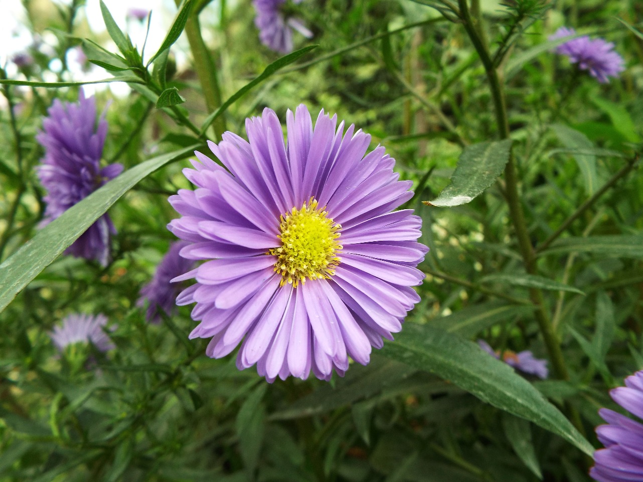 Lilac Daisy Flower - Flowers, Flower | Yellow | Purple | Lilac | Daisy | Green | Leaf