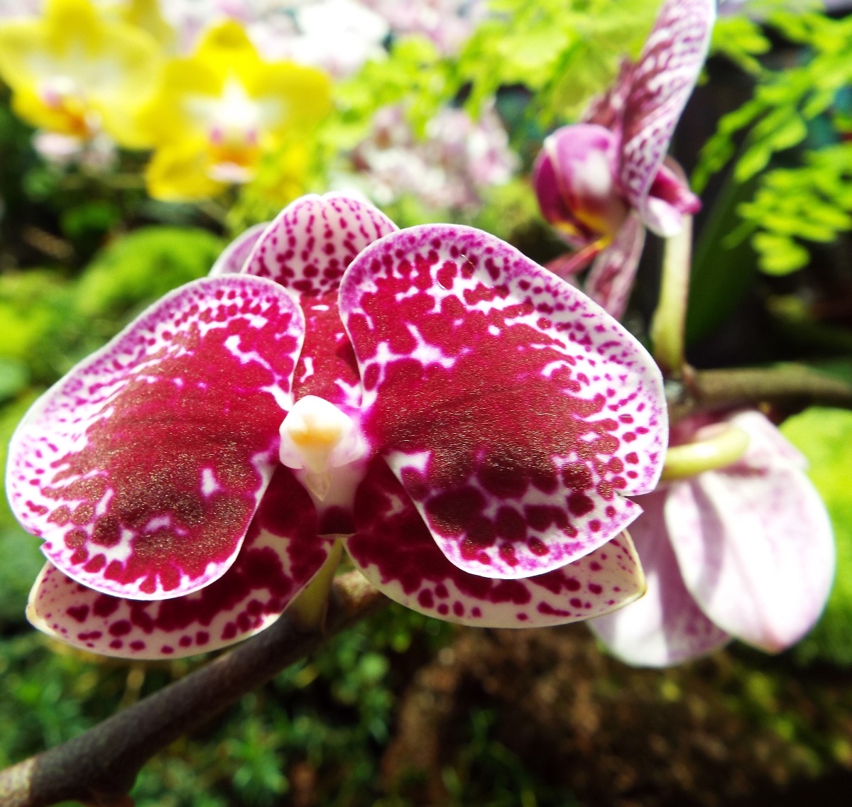 Orchid Flower - Flowers, Red | White | Pink | Striped | Flower | Orchid | Aromatic | Scent | Scented