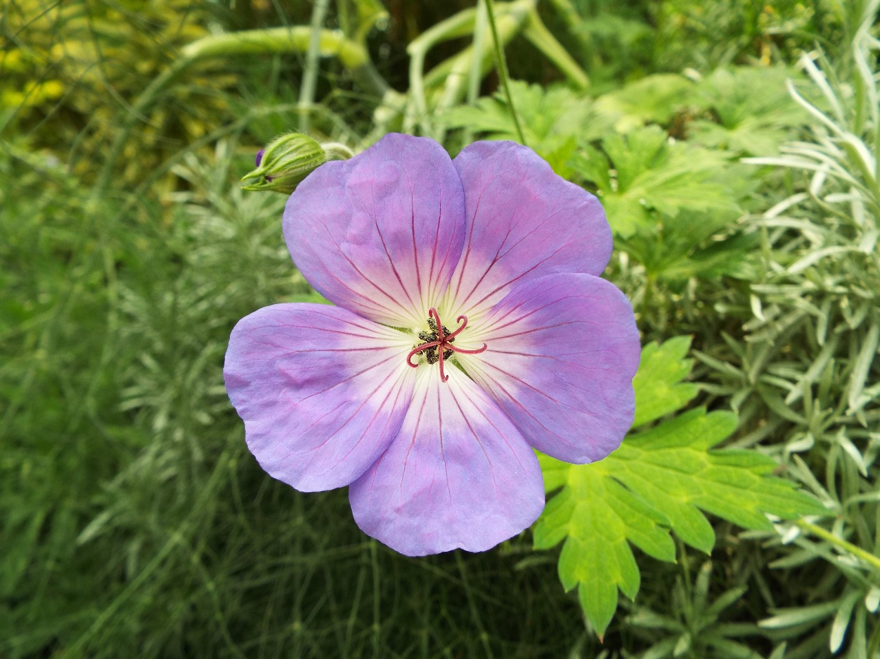 Purple Petals, Purple | Petal | Flower | Macro | White | Red | Garden | Aromatic | Summer | Green