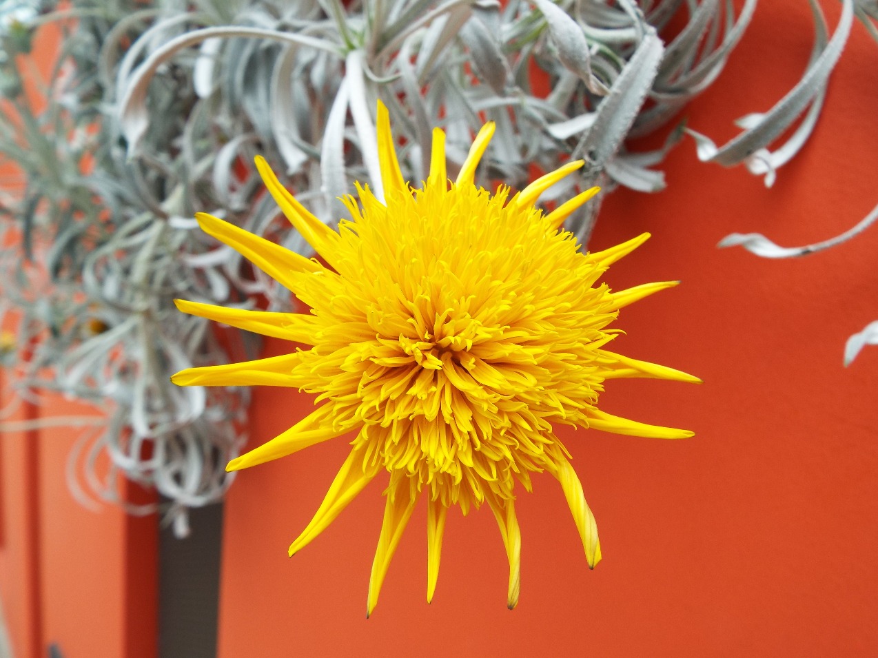 A Sunshine Flower - Flowers, Sunshine | Yellow | Flower | Travel | Aromatic | Garden | World | Ball | Bright | Orange