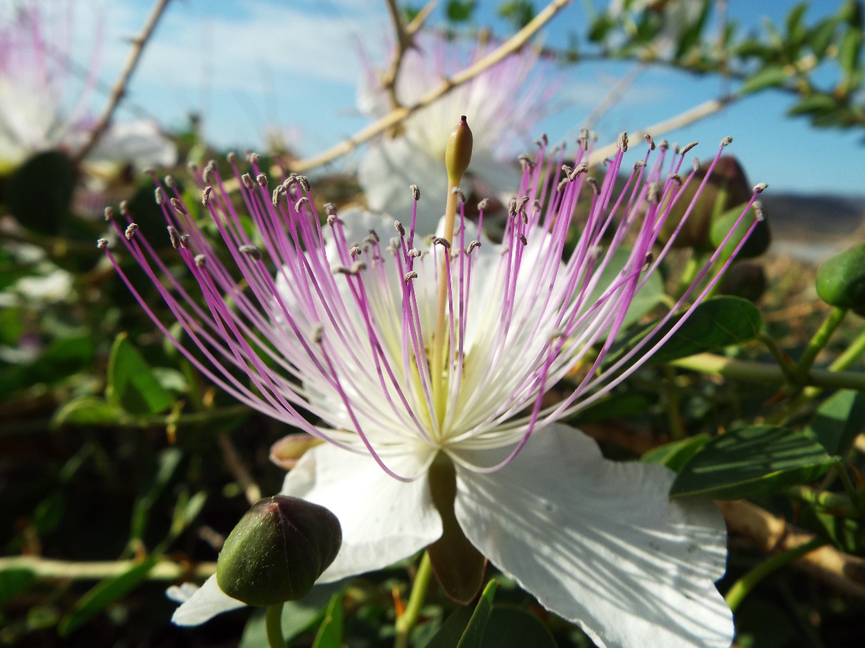Brush flower - Flowers, Flower | Flowers | Blue | Sky | View | Building | Pink | Purple | White | Scenery | Scent | Scented | Garden