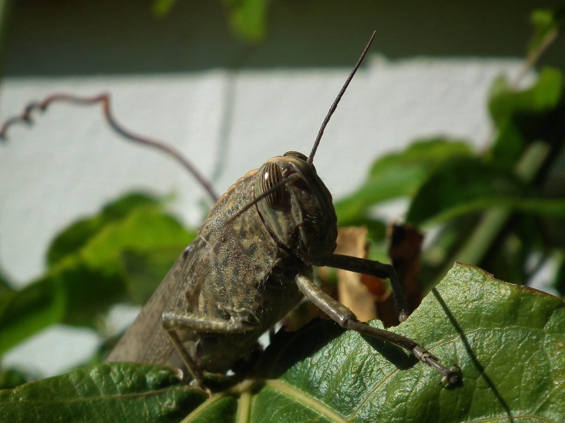 Locust - Insects, Arachnids, Reptiles & Amphibians, Locust | Insect | Winged | Wing | Fly | Leaf | Green