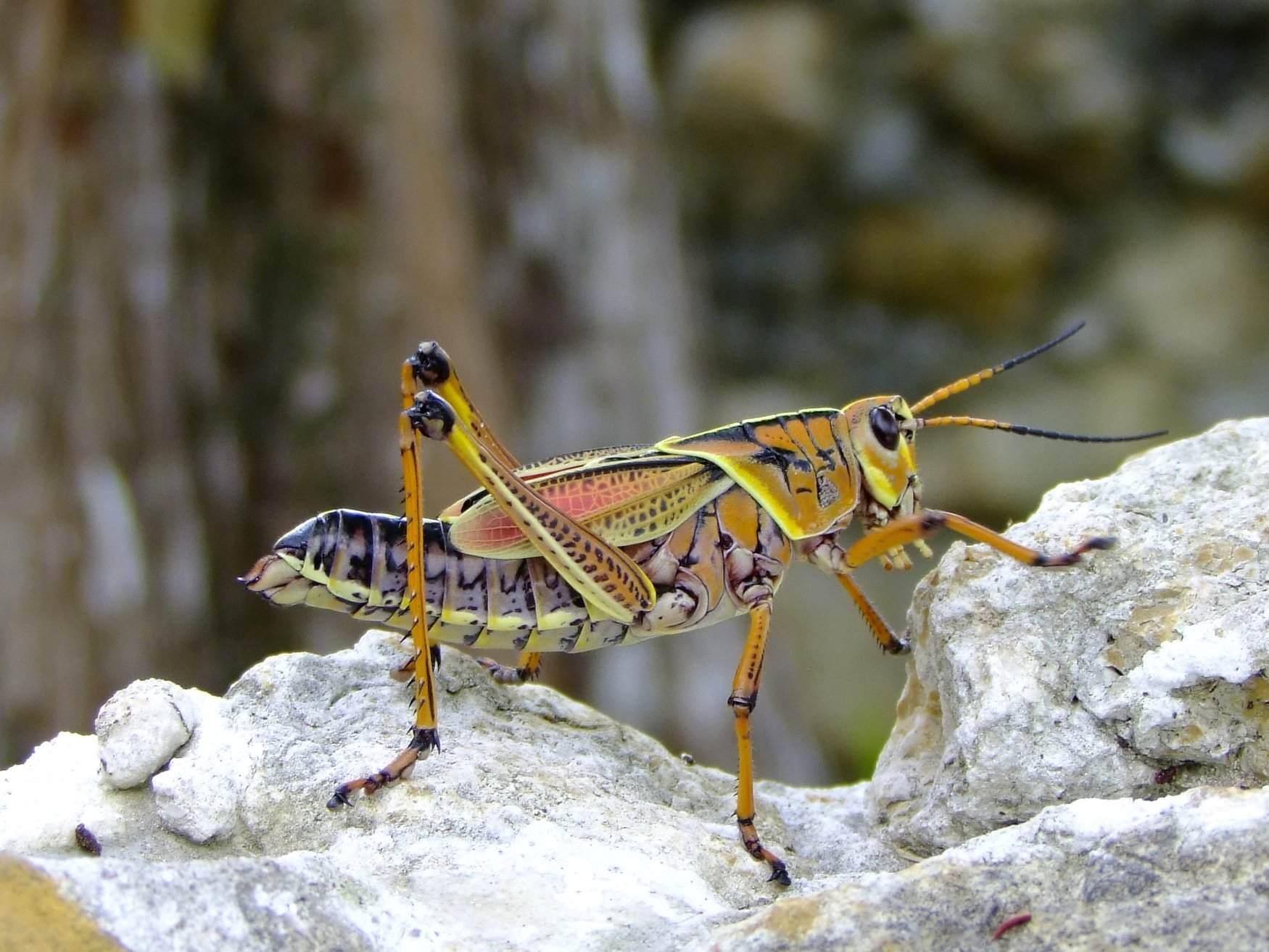 Lubber Grasshopper - Insects, Arachnids, Reptiles & Amphibians, Insect | Florida | Everglades | Yellow | Fly