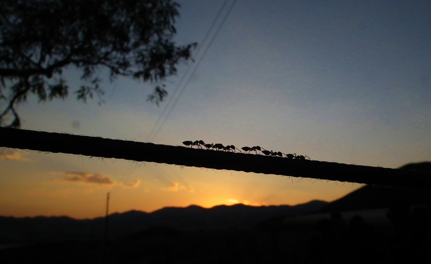 Ants - Insects, Arachnids, Reptiles & Amphibians, Insect | Black | Brown | Sunset | Sky