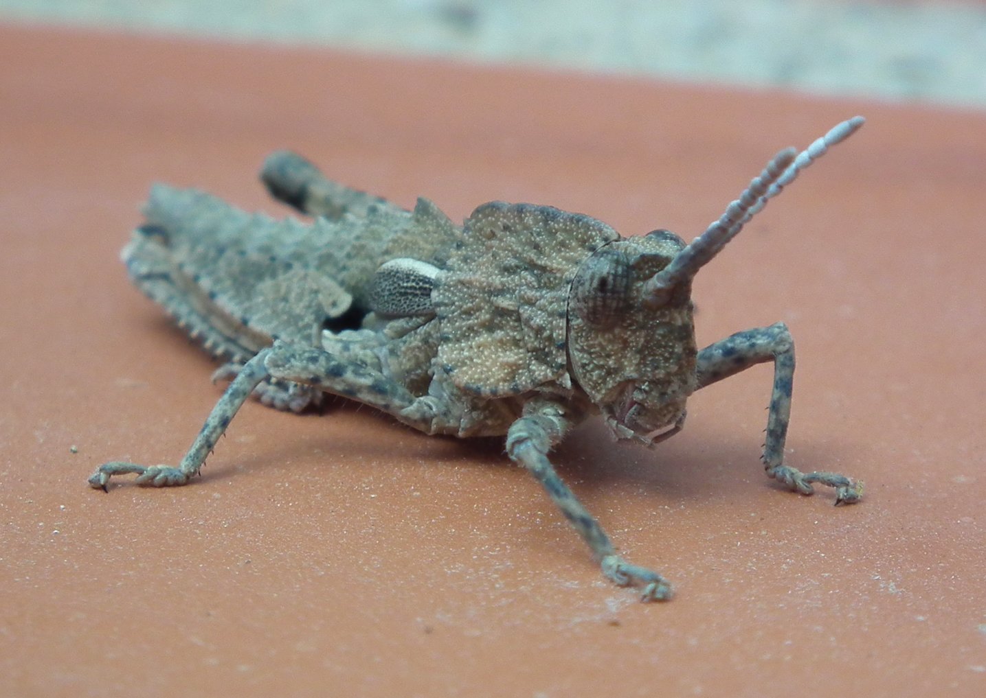 Short Horned Insect - Insects, Arachnids, Reptiles & Amphibians, Insect | Brown | Nature | Fly