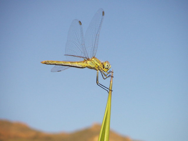 Dragonfly - Insects, Arachnids, Reptiles & Amphibians, Insect | Green | Dragonfly | Winged | Wing | Sky