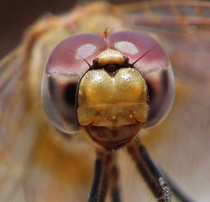 Dragonfly - Insects, Arachnids, Reptiles & Amphibians, Insect | Eyes | Pink