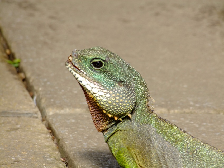 Iguana - Insects, Arachnids, Reptiles & Amphibians, Reptile | Green | Lizard | Eye | Tropical