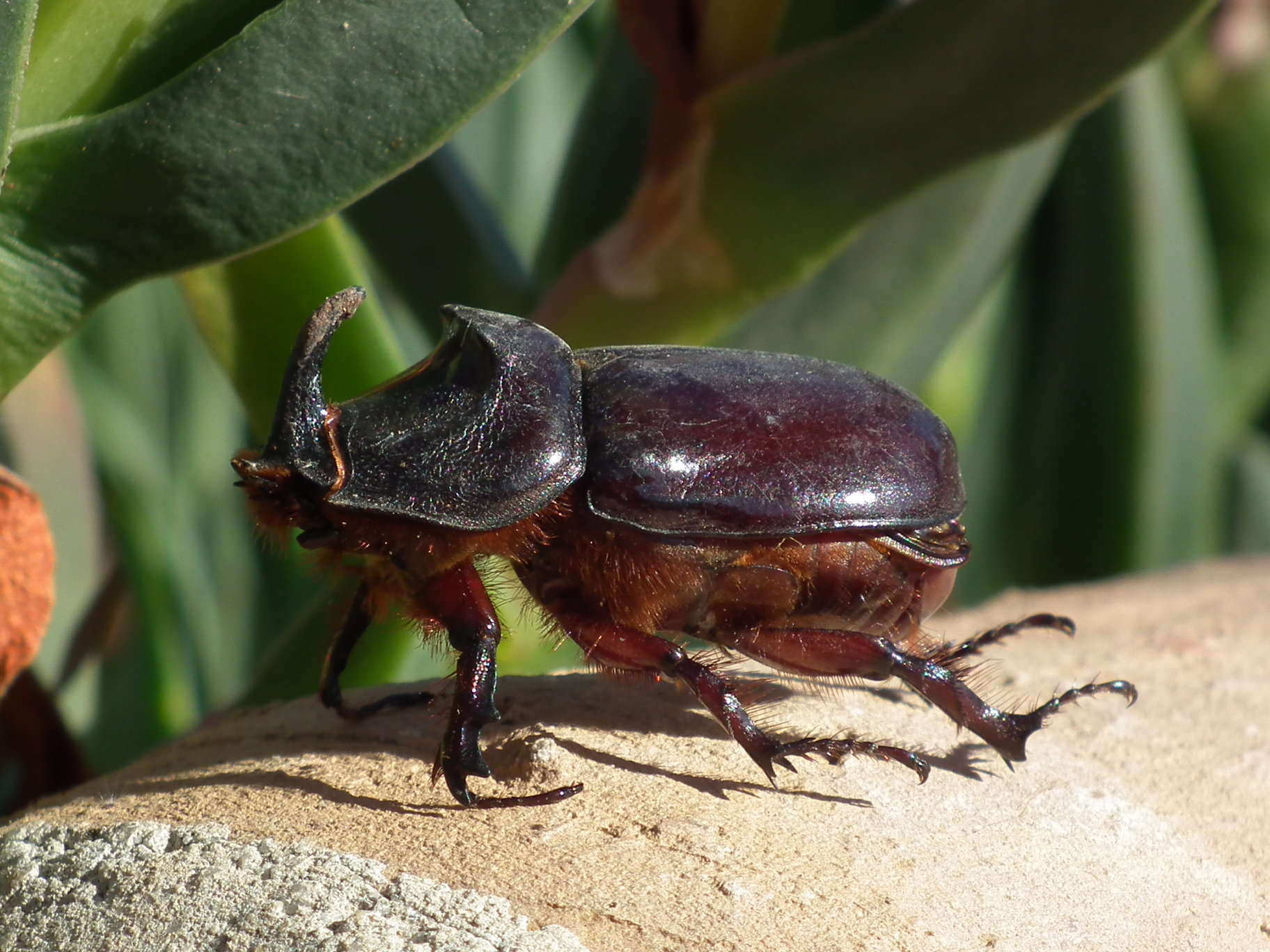 Rhinoceros Beetle - Insects, Arachnids, Reptiles & Amphibians, Rhinoceros | Beetle | Insect | Brown | Horned