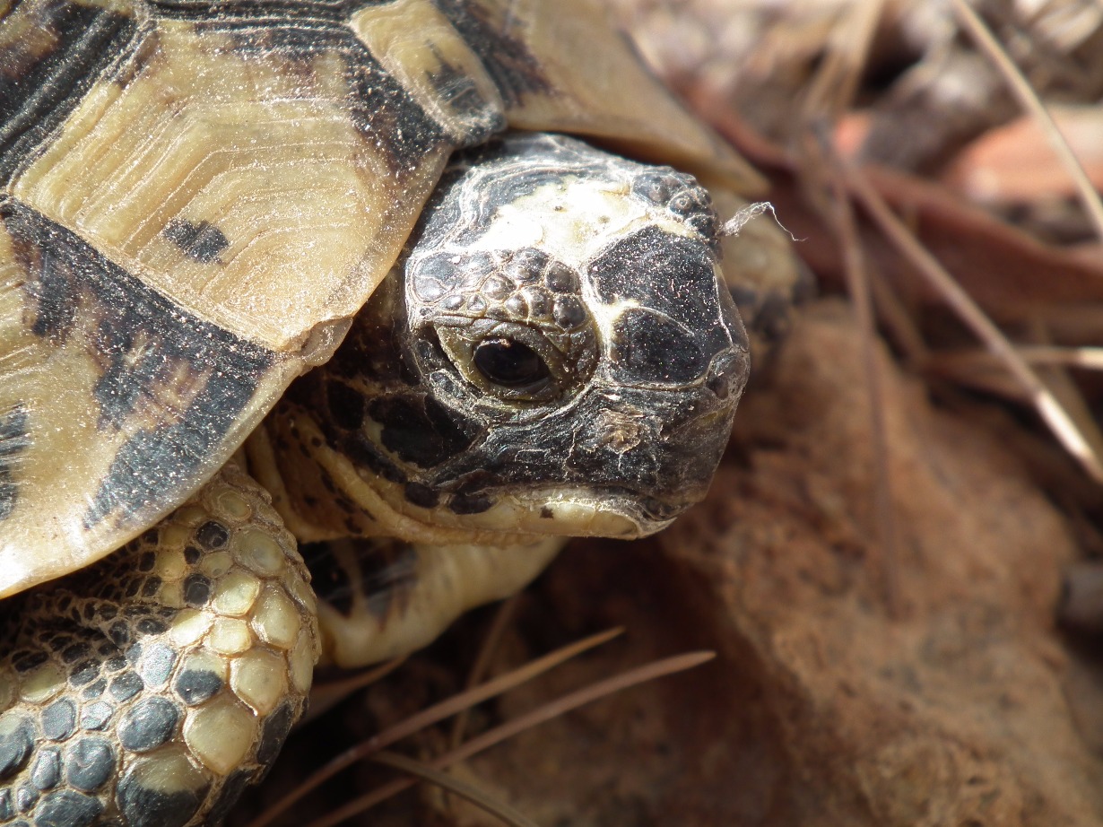 Spur Thighed Tortoise - Insects, Arachnids, Reptiles & Amphibians, Tortoise | Shell | Brown | Reptile | Eye | Spain