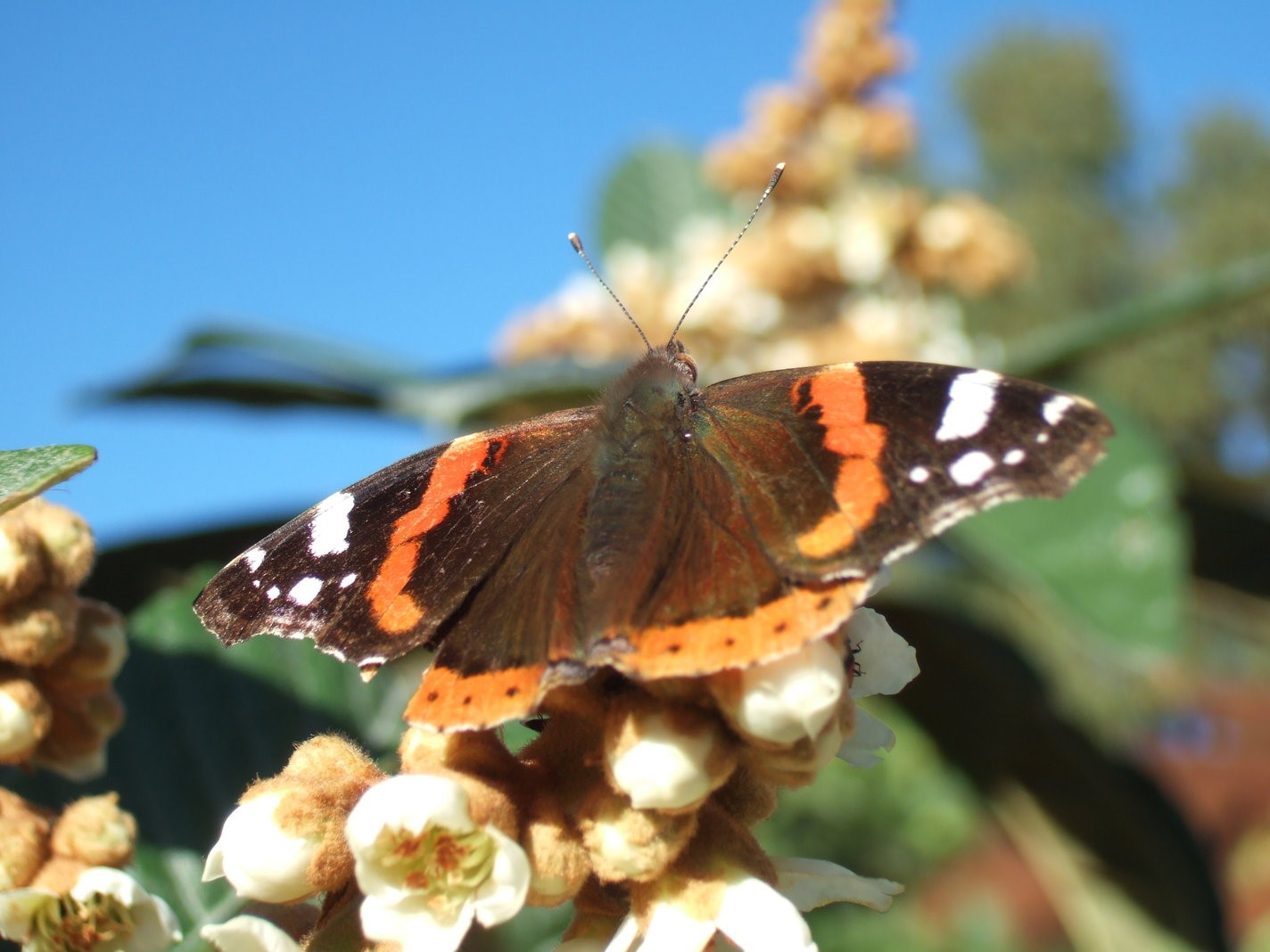 Red Admiral, Butterfly | Red | Black | Wing | Fly | Insect