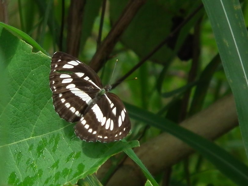 Spotted Sailor - Insects, Arachnids, Reptiles & Amphibians, Insect | Butterfly | Sailor | Brown | White | Wing | Winged