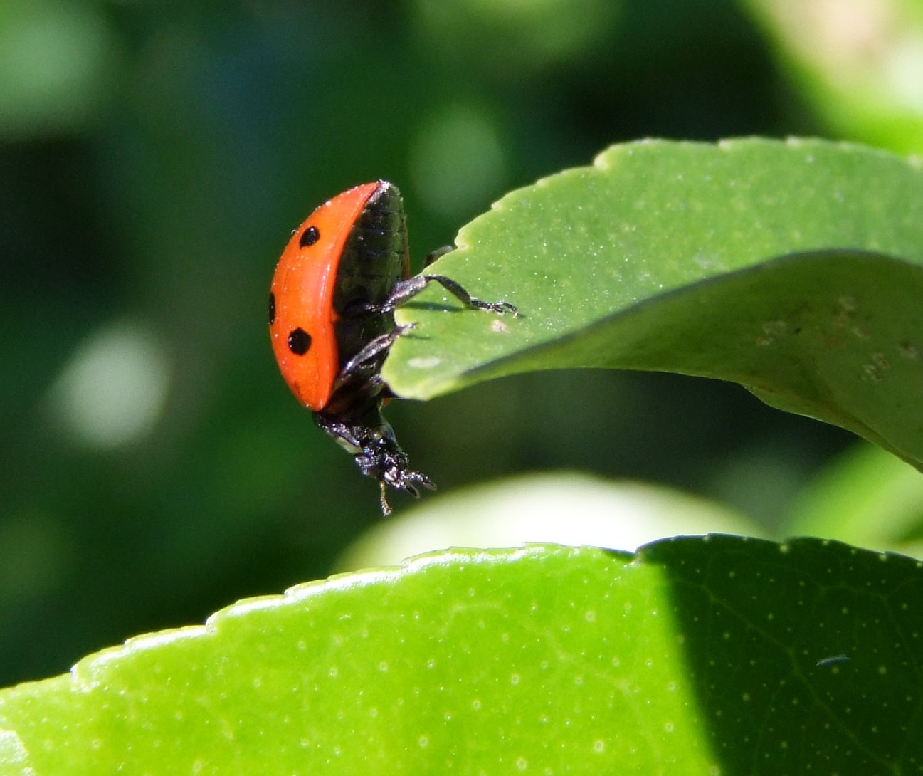 Heading Down - Insects, Arachnids, Reptiles & Amphibians, Ladybird | Bug | Insect | Leaf | Red | Black | Spotty
