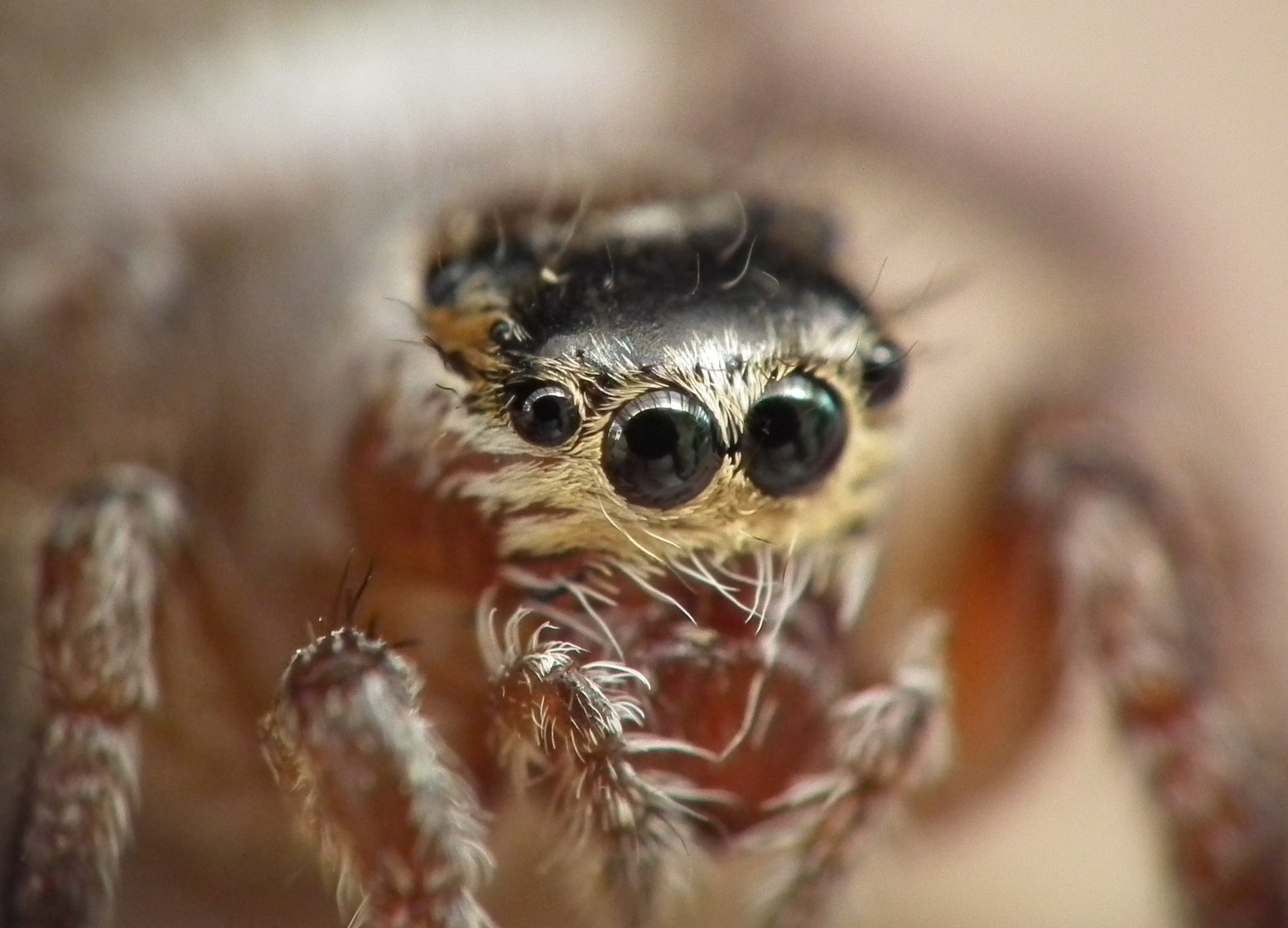 Jumping Spider
 - Insects, Arachnids, Reptiles & Amphibians, Insect | Eyes | Brown | Black